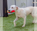 Small #2 Labrador Retriever Mix