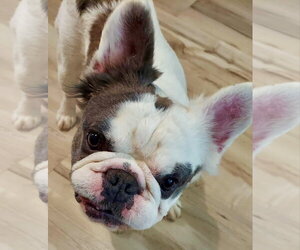 French Bulldog Dogs for adoption in St. Louis Park, MN, USA