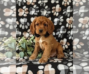 Cocker Spaniel Puppy for sale in NEW HOLLAND, PA, USA