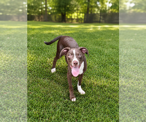 American Pit Bull Terrier-Unknown Mix Dogs for adoption in Oakhurst, NJ, USA