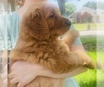 Small #11 Golden Retriever