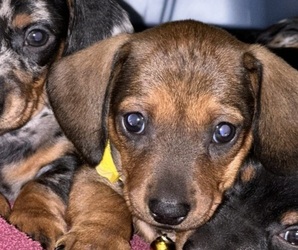Dachshund Puppy for sale in PAHRUMP, NV, USA