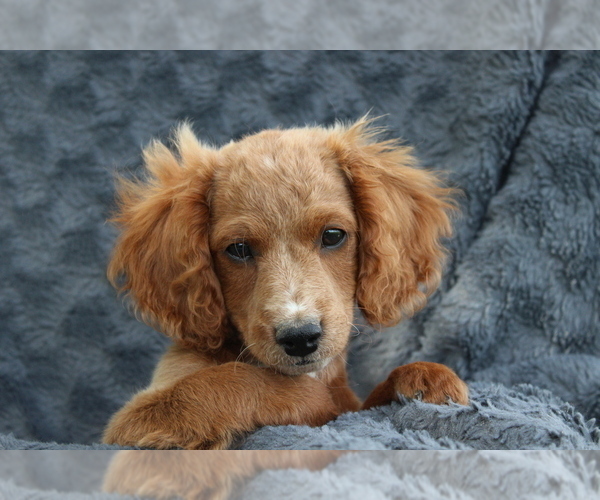Medium Photo #9 Cavapoo Puppy For Sale in MEADVILLE, PA, USA