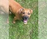 Small #1 American Pit Bull Terrier Mix