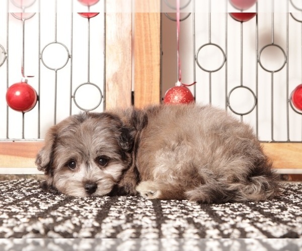 Medium Photo #2 Pom-A-Poo Puppy For Sale in NAPLES, FL, USA