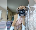 Puppy 4 Boxer