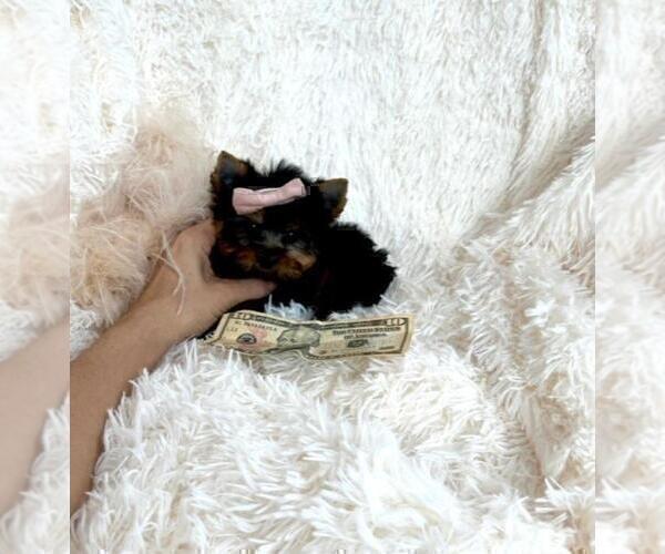 Medium Photo #6 Yorkshire Terrier Puppy For Sale in FORT LAUDERDALE, FL, USA