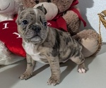 Small #1 Faux Frenchbo Bulldog