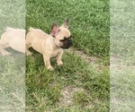 Puppy Drogo French Bulldog