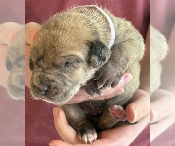 Medium Photo #3 Great Dane Puppy For Sale in GALLOWAY, OH, USA