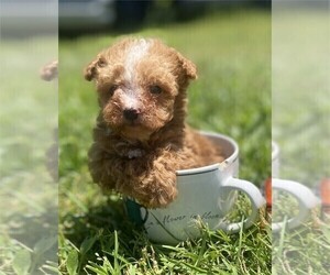 Poodle (Toy) Puppy for sale in WEST PALM BEACH, FL, USA