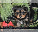 Small Photo #1 Yorkshire Terrier Puppy For Sale in ELDORADO, OH, USA