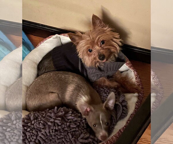 Medium Photo #3 Mutt Puppy For Sale in Rochester, NY, USA