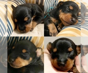 Manchester Terrier (Toy) Puppy for sale in ROUND ROCK, TX, USA