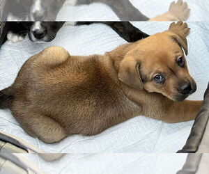 Bulldog-Unknown Mix Dogs for adoption in Raleigh, NC, USA