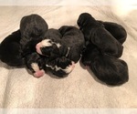 Small Photo #2 Bernese Mountain Dog Puppy For Sale in ATKINSON, NE, USA