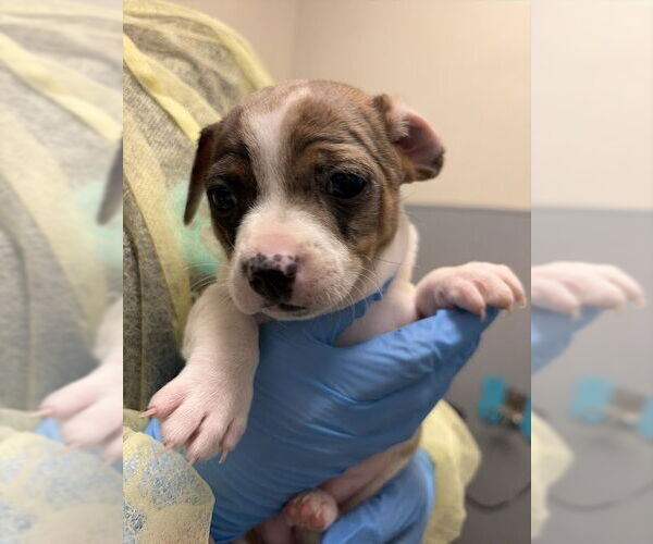 Medium Photo #1 Mutt Puppy For Sale in Las Vegas, NV, USA