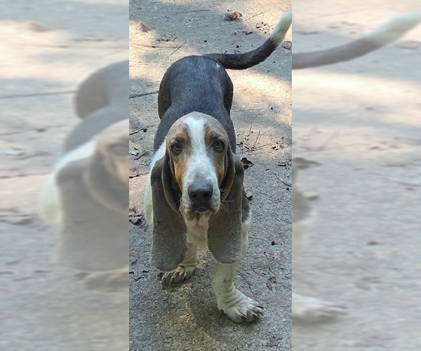 Medium Photo #2 Basset Hound-Unknown Mix Puppy For Sale in Decatur, GA, USA