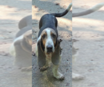 Small #1 Basset Hound Mix