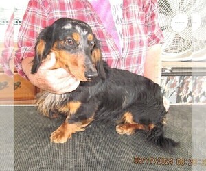 Father of the Dachshund puppies born on 03/25/2025
