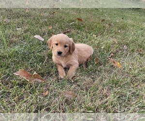 Golden Retriever Puppy for Sale in CORSO, Missouri USA