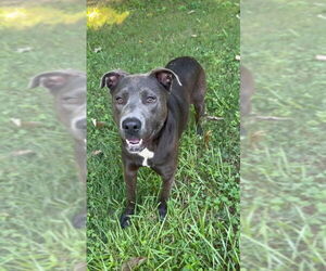 Labrador Retriever-Unknown Mix Dogs for adoption in Ball Ground, GA, USA