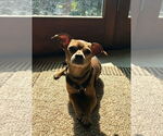 Small Chihuahua Mix