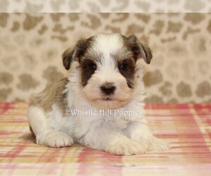 Schnauzer (Miniature) Puppy for sale in DENVER, PA, USA