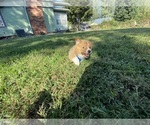 Small #5 Pembroke Welsh Corgi