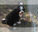 Small #5 Miniature Bernedoodle