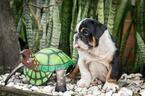 Small Photo #8 Bulldog Puppy For Sale in CUTLER BAY, FL, USA
