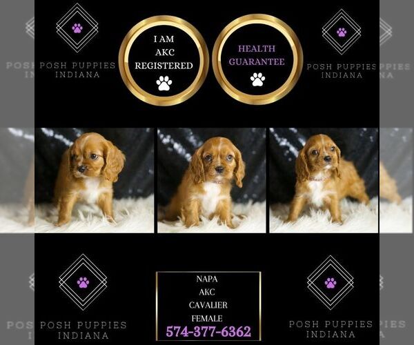 Medium Photo #2 Cavalier King Charles Spaniel Puppy For Sale in WARSAW, IN, USA