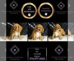 Small #1 Cavalier King Charles Spaniel