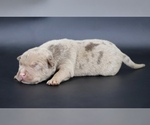 Small American Bully