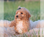 Small #1 Maltipoo (Toy)