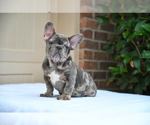 French Bulldog Puppy for sale in LITHONIA, GA, USA