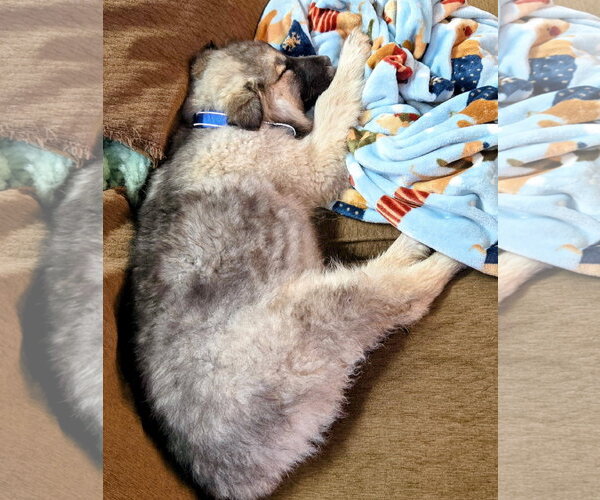 Medium Photo #3 Mutt Puppy For Sale in Cottage Grove, MN, USA