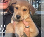 Small #4 Labrador Retriever Mix