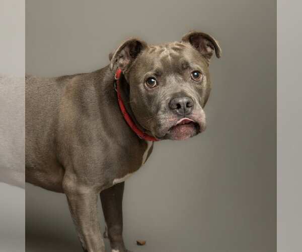 Medium Photo #1 Mutt Puppy For Sale in Rowlett, TX, USA