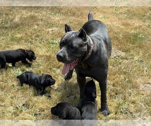 Mother of the Cane Corso-Rottweiler Mix puppies born on 06/11/2025
