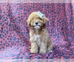 Small #5 Cavapoo (Miniature)
