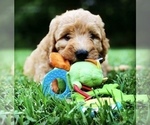 Small Photo #1 Labradoodle Puppy For Sale in BURTON, OH, USA