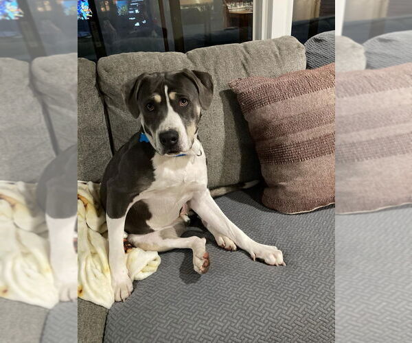 Medium Photo #3 American Bulldog-Unknown Mix Puppy For Sale in Salt Lake City, UT, USA