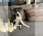 Small #2 American Bulldog Mix