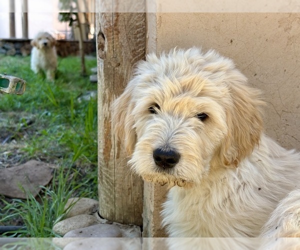 Medium Photo #12 Goldendoodle Puppy For Sale in VALLEY CENTER, CA, USA