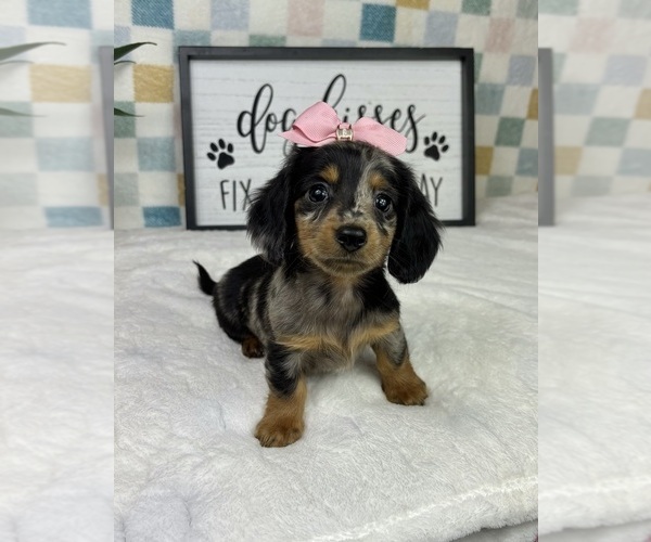 Medium Photo #5 Dachshund Puppy For Sale in FRANKLIN, IN, USA