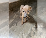 Small Photo #5 Italian Greyhound Puppy For Sale in BROOKLYN, NY, USA