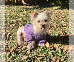 Mutt Dogs for adoption in Mount Pleasant, SC, USA