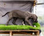 Small #3 Great Dane