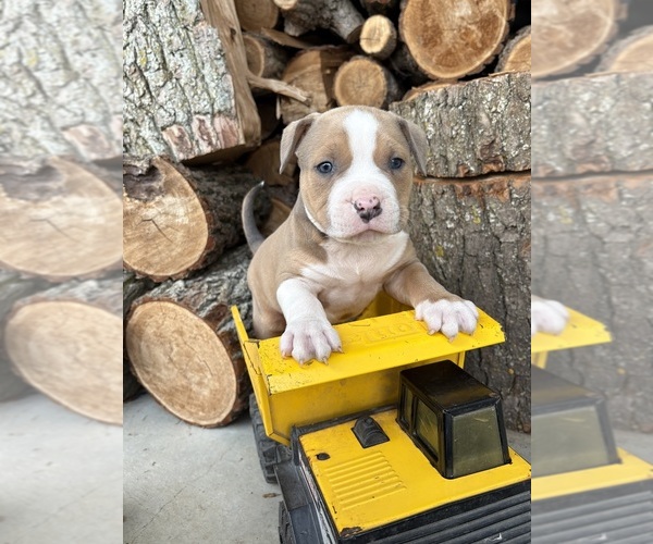 Medium Photo #2 American Bulldog Puppy For Sale in MIDDLEBURY, IN, USA